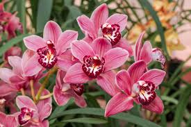 Cymbidium Orchid